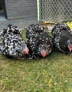 Cochin hen, Dieren en Toebehoren
