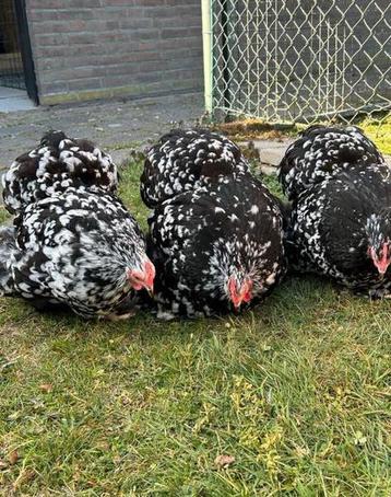 Cochin hen beschikbaar voor biedingen