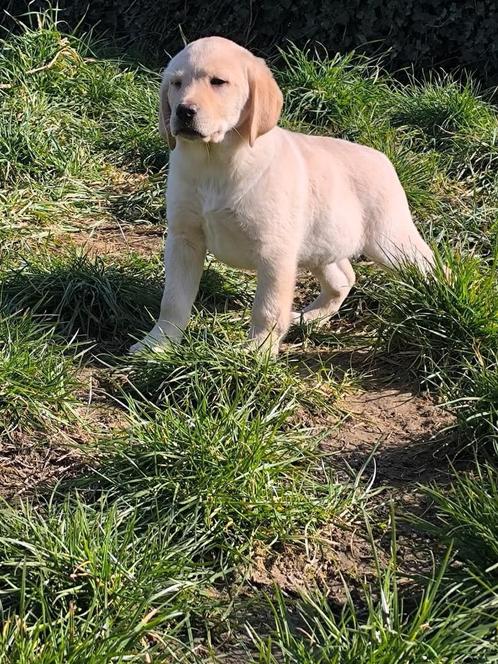 Labrador retriever, Dieren en Toebehoren, Honden | Retrievers, Spaniëls en Waterhonden, Teef, Labrador retriever, Fokker | Professioneel