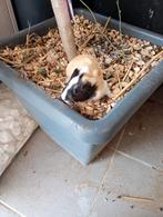 Mooie cavia zeugjes, Animaux & Accessoires, Rongeurs, Décembre, Cobaye