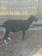 Zwartbles ram, Dieren en Toebehoren, Schapen, Geiten en Varkens