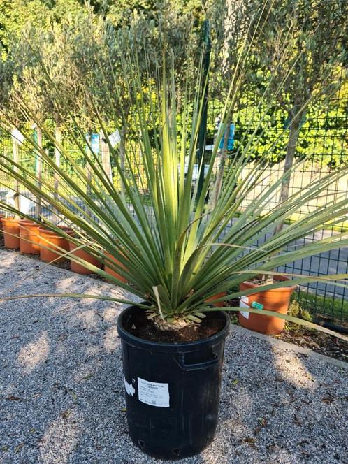 Dasylirion mix - grasboom, Tuin en Terras, Planten | Tuinplanten, Ophalen