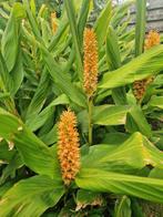 Hedychium Densiflorum (siergember), Tuin en Terras, Planten | Tuinplanten, Ophalen, Zomer, Vaste plant, Halfschaduw