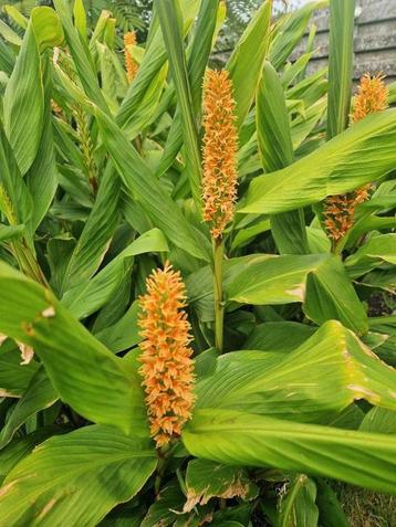 Hedychium Densiflorum (siergember) beschikbaar voor biedingen