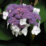 Hydrangea aspera sargentiana, Tuin en Terras, Ophalen