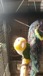 Pionites leucogaster, Dieren en Toebehoren, Vogels | Parkieten en Papegaaien, Papegaai, Geringd