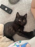Britse korthaar kittens zwart, Ophalen of Verzenden