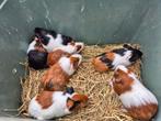 Caviatjes 2maand mogen het nest verlaten zeer tam, Dieren en Toebehoren, Knaagdieren, Tam