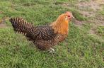 Geringde raszuivere Goudbrakels, trio 2025, Dieren en Toebehoren, Meerdere dieren, Kip