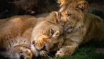 ZOO de Planckendael - billets d'entrée, Trois personnes ou plus, Ticket ou Carte d'accès