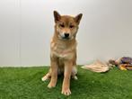 Shiba Inu puberpups, Dieren en Toebehoren, België, 15 weken tot 1 jaar, Overige rassen, Parvo