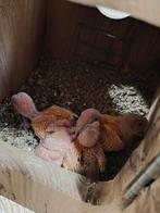 Kakarikis om met de hand groot te brengen, Dieren en Toebehoren, Meerdere dieren, Parkiet, Geringd