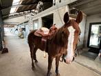 9 jarige AQHA Merrie, Dieren en Toebehoren, Paarden, Merrie, Minder dan 160 cm, Gechipt, Niet van toepassing