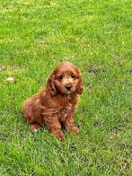 Prachtige Cockapoo pups bij ons Geboren !!!, Dieren en Toebehoren, België, CDV (hondenziekte), 8 tot 15 weken, Meerdere