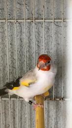 Puttertje met witte kop, Dieren en Toebehoren, Vrouwelijk, Kleurkanarie