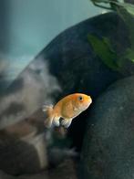 Gele ranchu, Dieren en Toebehoren, Vis, Zoetwatervis