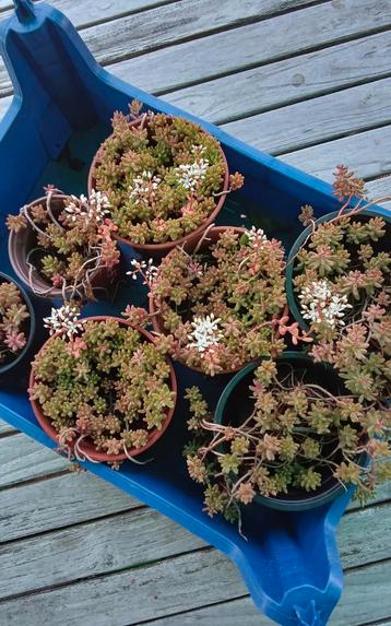Sedum "coral carpet", Mortsel beschikbaar voor biedingen