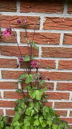 Akelei vaste tuinplant. Winterhard., Ophalen