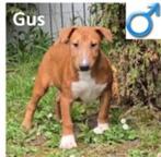 "Gus" X Bull Terrier pup te koop, CDV (hondenziekte), Buitenland, Bull Terriër, Reu