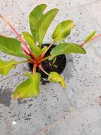Anrmopsiscalifornia vijverplant, Ophalen of Verzenden
