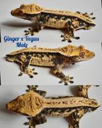 Wimpergekko man 2023, Dieren en Toebehoren, Reptielen en Amfibieën