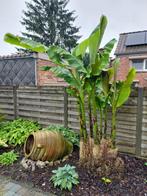 bananenboom, Zomer, Vaste plant, Ophalen of Verzenden, Overige soorten