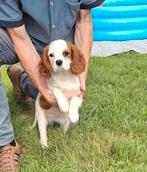 Cavalier king charles pups, Dieren en Toebehoren, Honden | Retrievers, Spaniëls en Waterhonden, België, 8 tot 15 weken, Meerdere