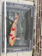 Koi, Dieren en Toebehoren, Vissen | Vijvervissen
