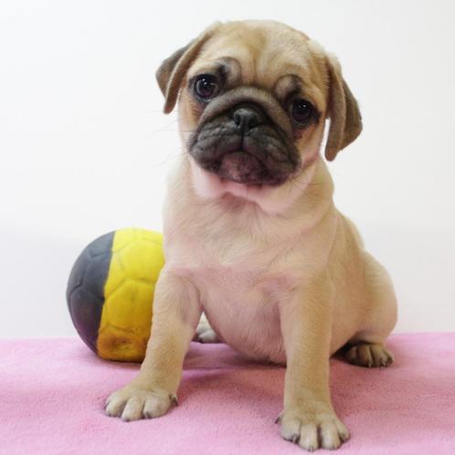 Leuke Mopshondjes (Belgische pups) te koop, Dieren en Toebehoren, Honden | Chihuahua's en Gezelschapshonden, Meerdere dieren, Overige rassen