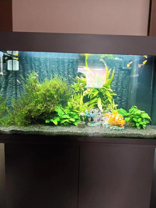 Aquarium juwel rio 125, Animaux & Accessoires, Poissons | Aquariums & Accessoires, Comme neuf, Enlèvement