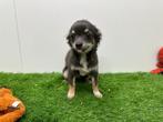 MINI Chihuahua puberpup - Langharig