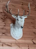 Reekop, Verzamelen, Dierenverzamelingen, Ophalen, Nieuw, Hert, Gewei of Kop