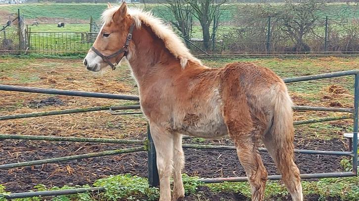 Mooi groot en vriendelijk haflinger hengstveulen, Dieren en Toebehoren, Paarden, Hengst