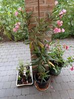 Oleander, Tuin en Terras, Planten | Tuinplanten, Ophalen