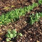 Oud hooi of snoeiafval, Ophalen