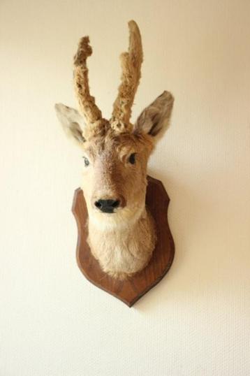Taxidermie Opgezette Reeënkop met bastgewei beschikbaar voor biedingen