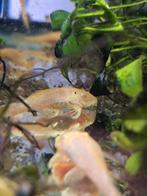 Ancistrus gold albino 4à5cm, Dieren en Toebehoren, Vissen | Aquariumvissen, Vis, Zoetwatervis, Schoolvis