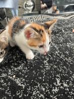 Kittens, Dieren en Toebehoren, Katten en Kittens | Raskatten | Langhaar, Geslacht onbekend, Met stamboom, 0 tot 2 jaar