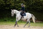 Mega brave en rustige ruin !!️, Dieren en Toebehoren, Paarden, B, Gechipt, Ruin, 170 tot 175 cm