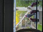Rose kaketoes, Dieren en Toebehoren