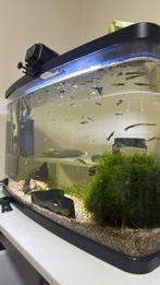 Super mooie aquarium met vissen te koop i