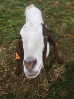 Boerengeit met lam, Dieren en Toebehoren, Schapen, Geiten en Varkens, Vrouwelijk, Geit, 0 tot 2 jaar