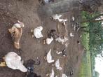 Barbrieeenden / muskuseenden, Meerdere dieren, Eend