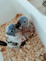 Handtamme Lori van de blauwe bergen, Dieren en Toebehoren, Tam