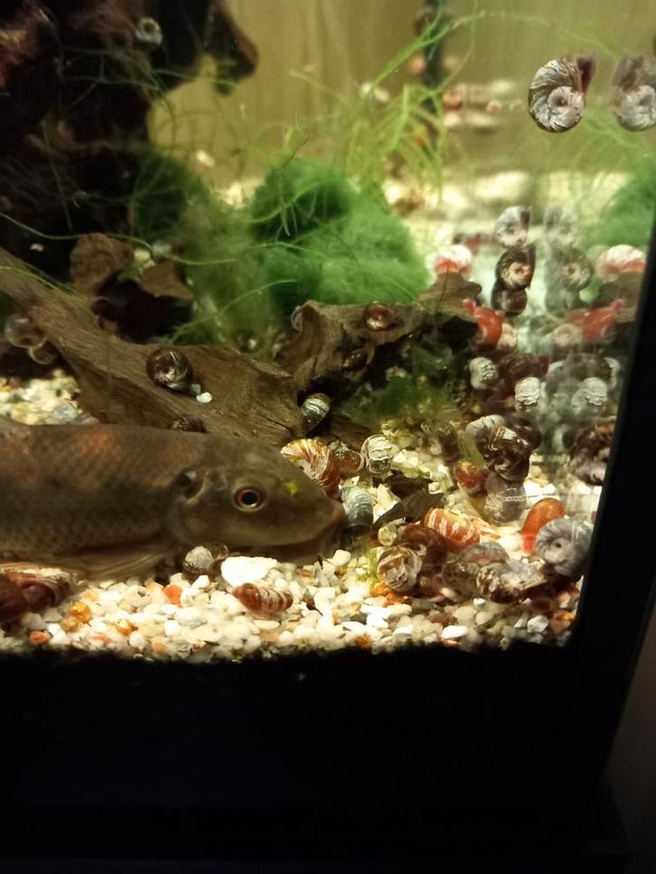 200 voor 8 euro: 0,04 euro per stuk + gratis
Slakken plannen, Dieren en Toebehoren, Vissen | Aquariumvissen