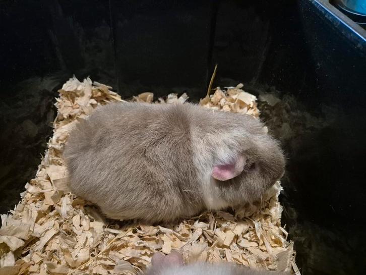 Lieve US Teddy cavia beertjes, Dieren en Toebehoren, Knaagdieren, Mannelijk, Cavia, December, Tam