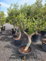 Olea europaea, stamomtrek 30/35, Ophalen of Verzenden