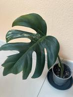 Monstera albo variegata bouture, Huis en Inrichting, Kamerplanten, Ophalen, Overige soorten, Halfschaduw, In pot