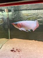 SuperRed Arowana 25cm avec certificat, Enlèvement
