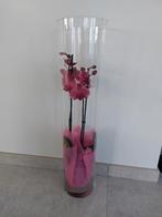 Orchidée dans un vase, Enlèvement ou Envoi